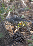 Yellow rumped Warbler 2216 2